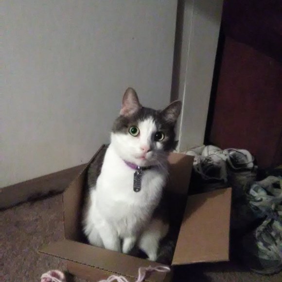 Meet your Posher, Lisa - Picture 9 of 16